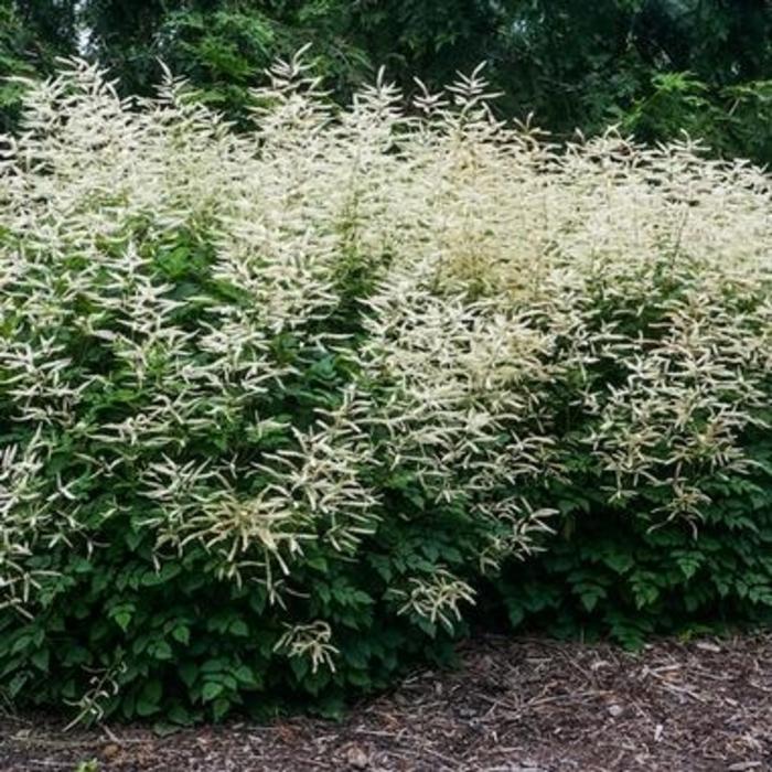 G795 Aruncus 'misty Lace' - View 8 from www redcrocus com