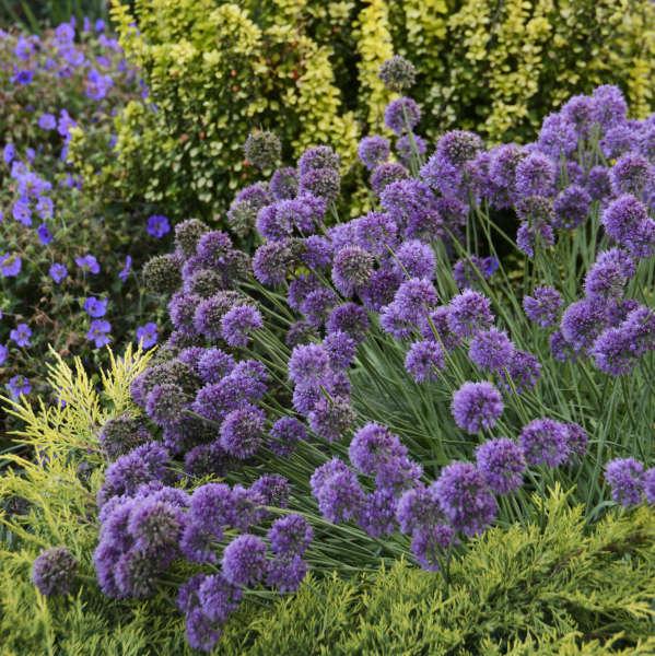 G797 Allium 'medusa' - View 10 from www redcrocus com
