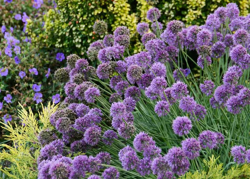 G797 Allium 'medusa' - View 11 from www redcrocus com