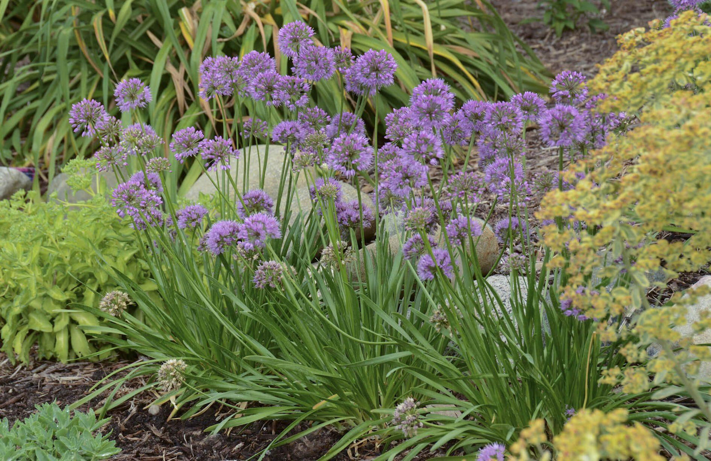 G797 Allium 'medusa' - View 13 from www redcrocus com
