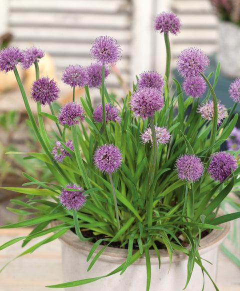 G797 Allium 'medusa' - View 14 from www redcrocus com