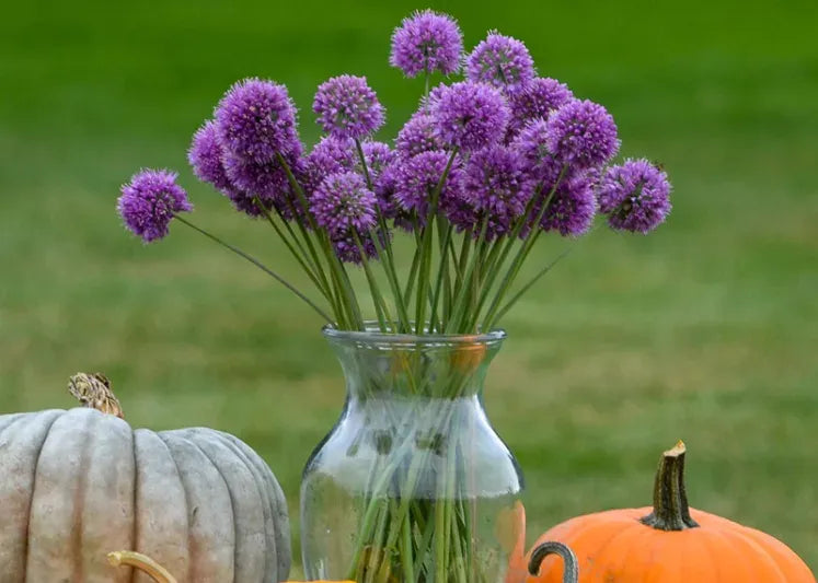 G797 Allium 'medusa' - View 15 from www redcrocus com