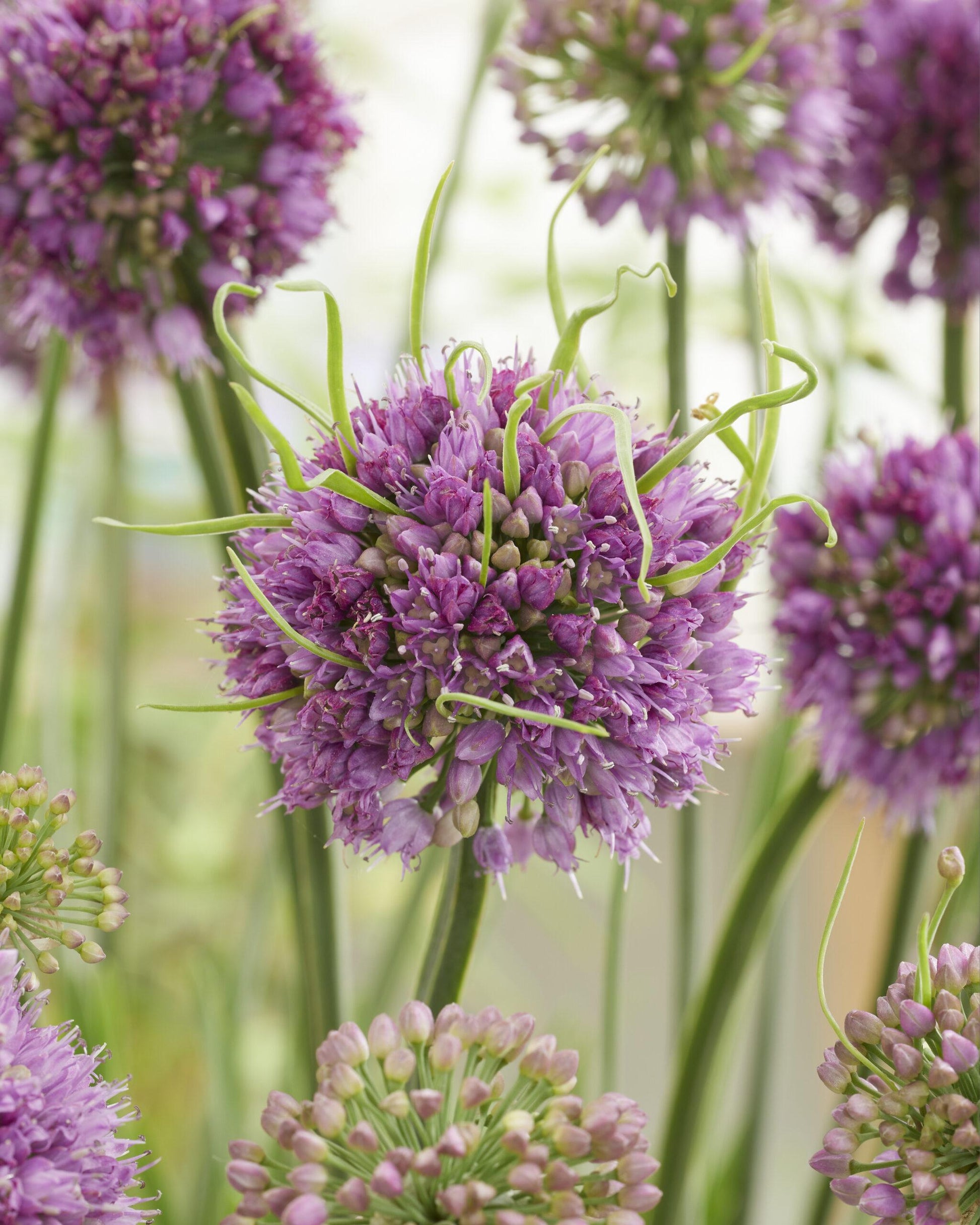 G797 Allium 'medusa' - View 16 from www redcrocus com
