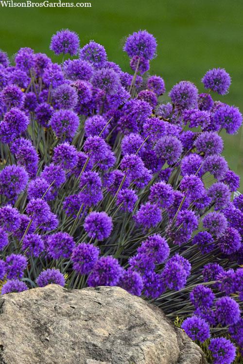 G797 Allium 'medusa' - View 17 from www redcrocus com