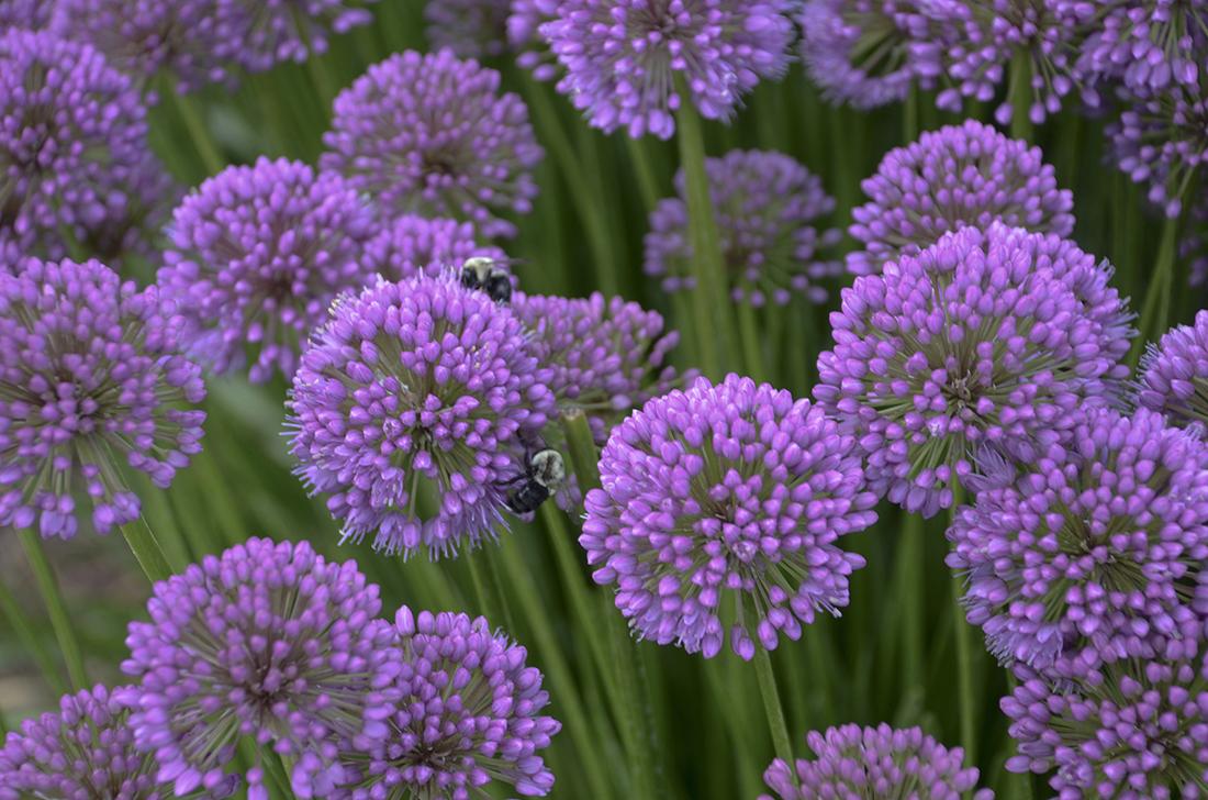 G797 Allium 'medusa' - View 18 from www redcrocus com
