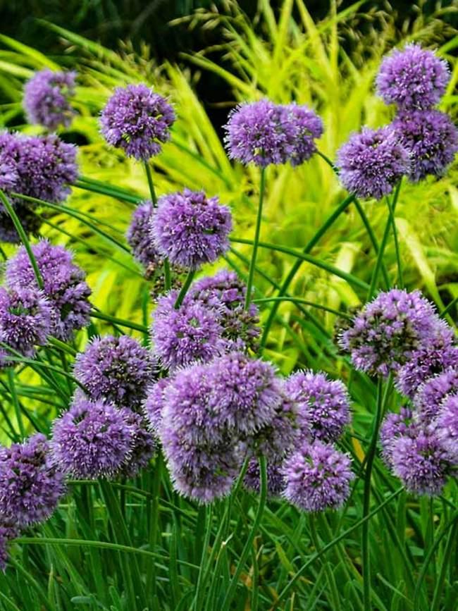 G797 Allium 'medusa' - View 19 from www redcrocus com