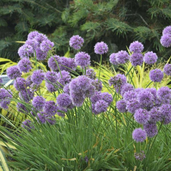 G797 Allium 'medusa' - View 1 from www redcrocus com