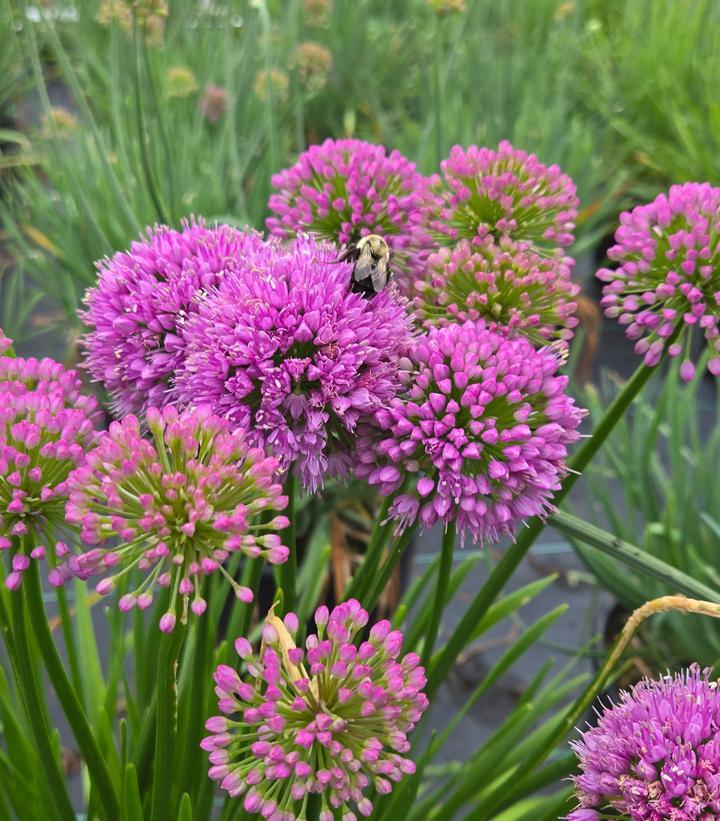 G797 Allium 'medusa' - View 20 from www redcrocus com