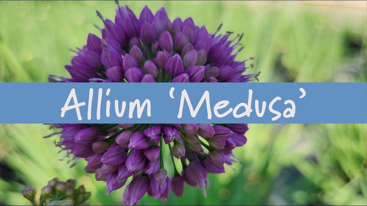 G797 Allium 'medusa' - View 22 from www redcrocus com