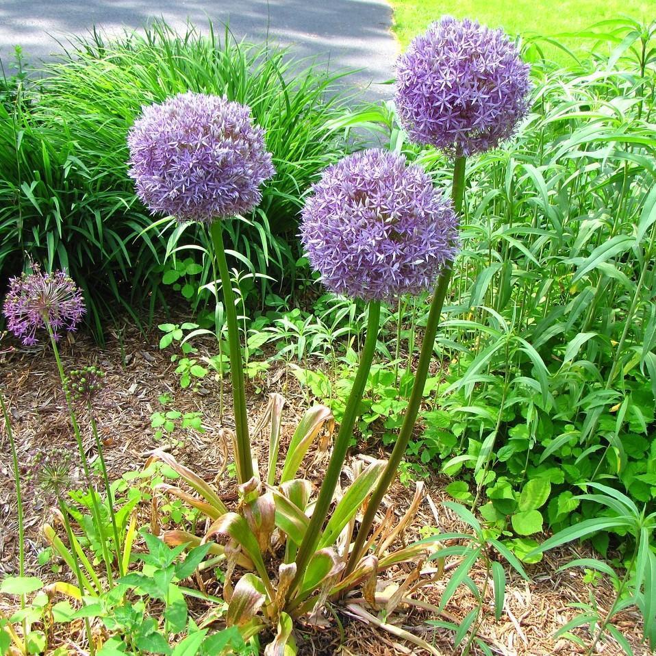 G797 Allium 'medusa' - View 25 from www redcrocus com