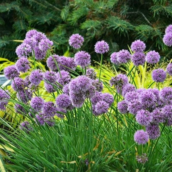 G797 Allium 'medusa' - View 26 from www redcrocus com