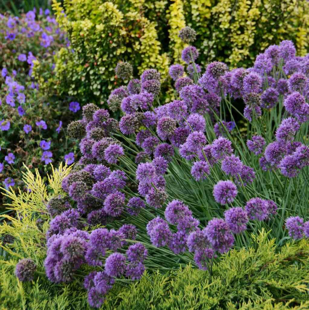 G797 Allium 'medusa' - View 27 from www redcrocus com