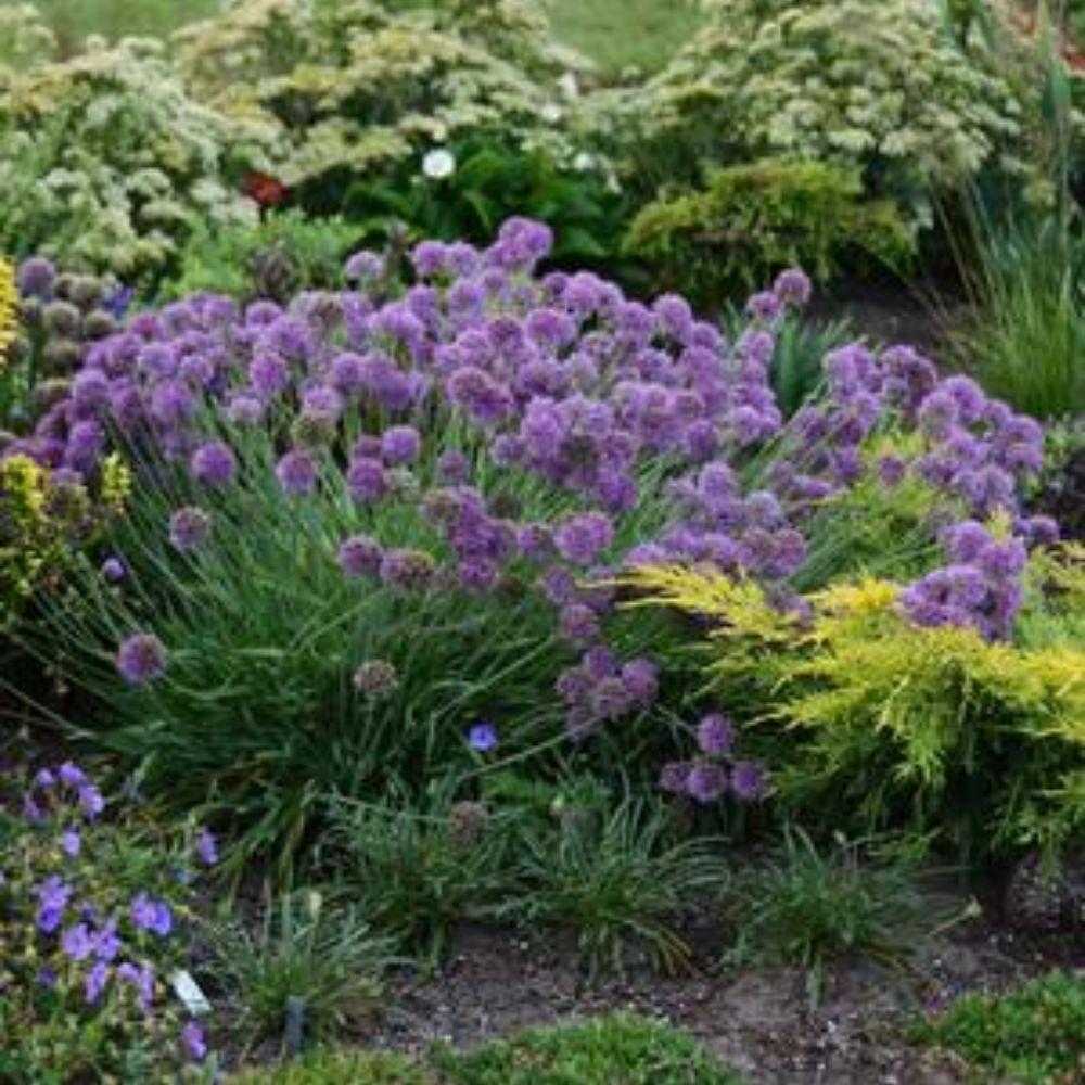 G797 Allium 'medusa' - View 29 from www redcrocus com