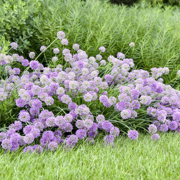 G797 Allium 'medusa' - View 2 from www redcrocus com
