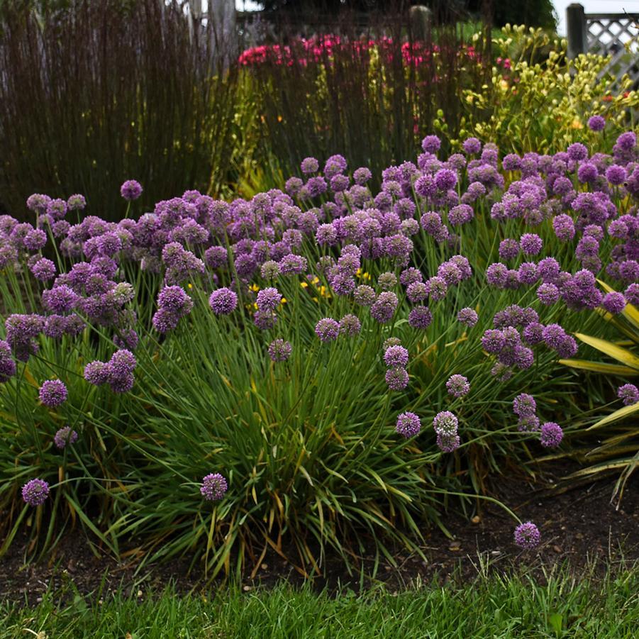 G797 Allium 'medusa' - View 30 from www redcrocus com
