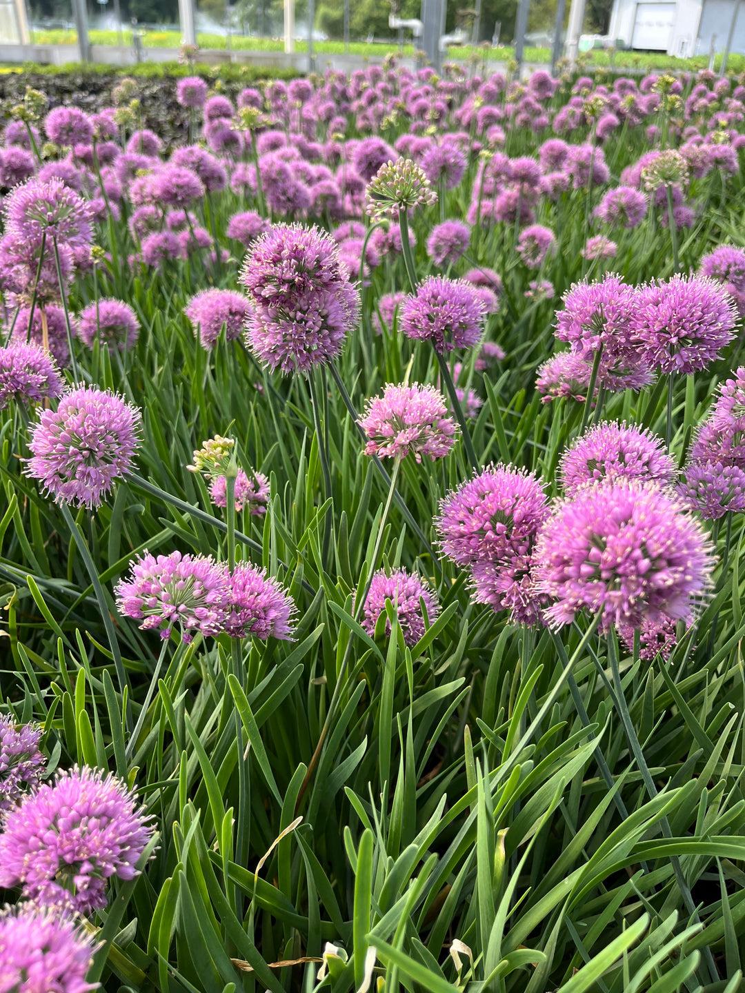 G797 Allium 'medusa' - View 31 from www redcrocus com