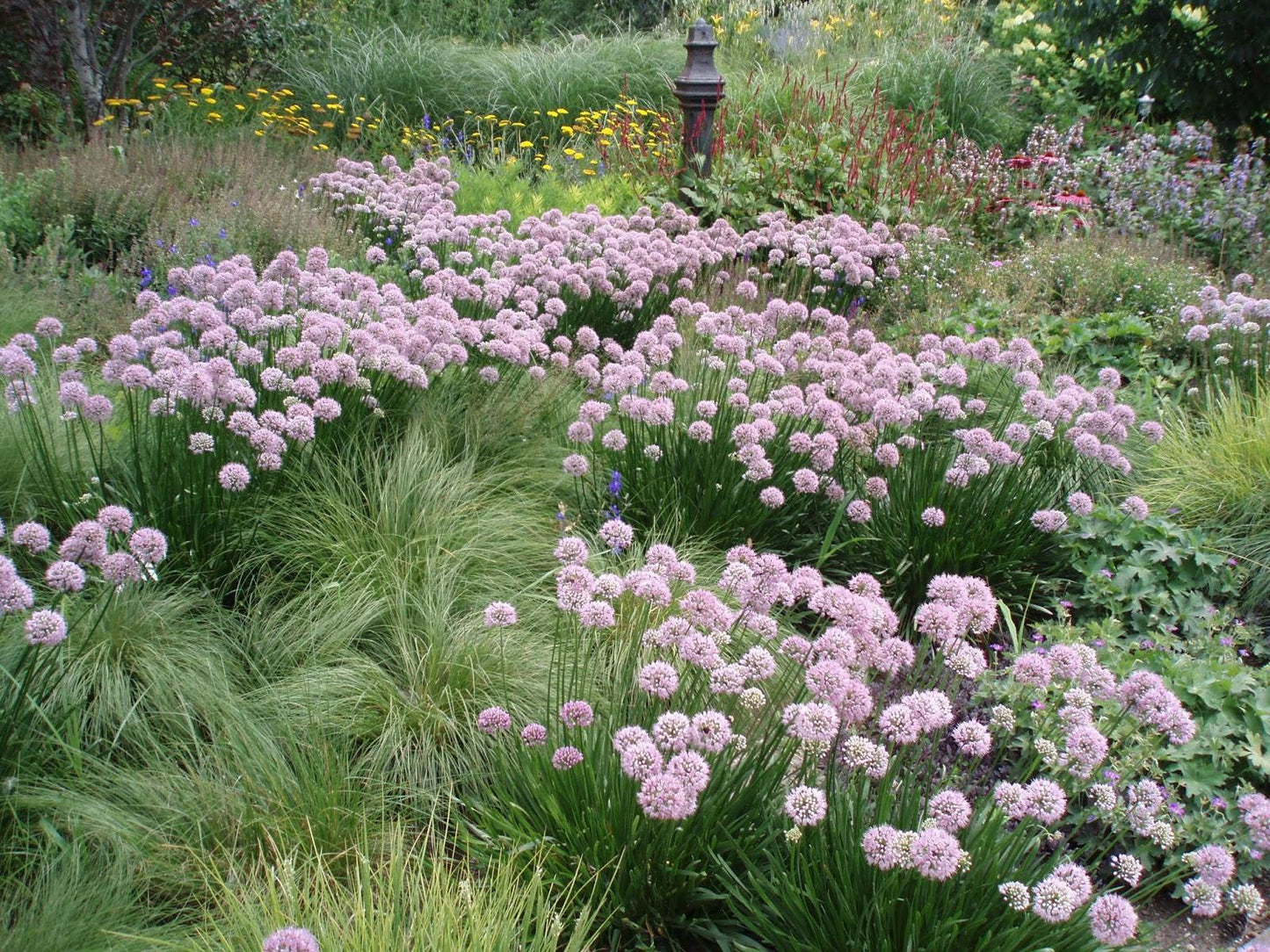 G797 Allium 'medusa' - View 32 from www redcrocus com