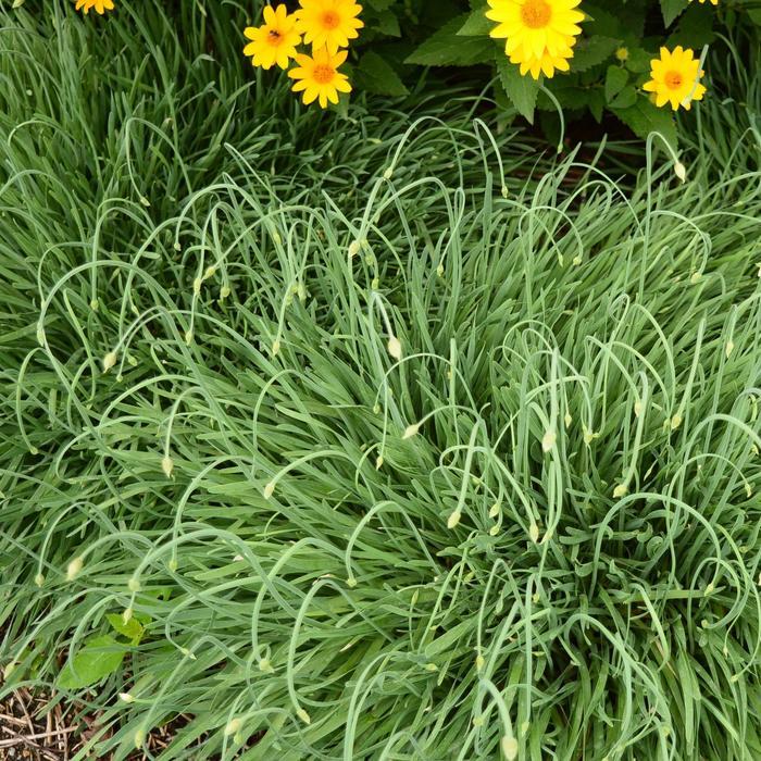 G797 Allium 'medusa' - View 33 from www redcrocus com