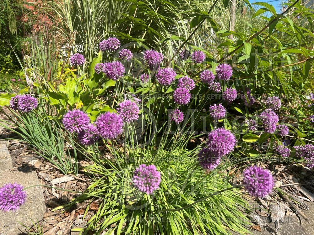 G797 Allium 'medusa' - View 35 from www redcrocus com