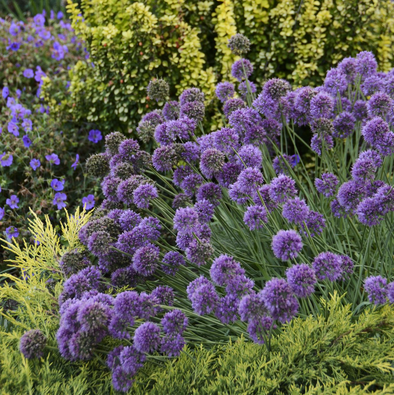 G797 Allium 'medusa' - View 37 from www redcrocus com