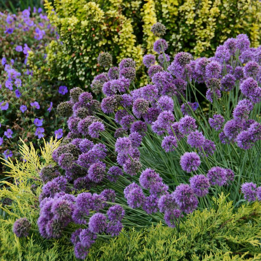 G797 Allium 'medusa' - View 3 from www redcrocus com