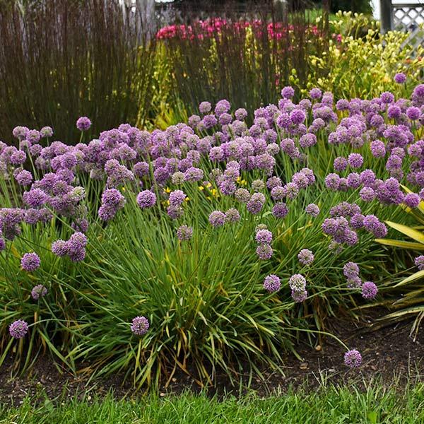 G797 Allium 'medusa' - View 4 from www redcrocus com