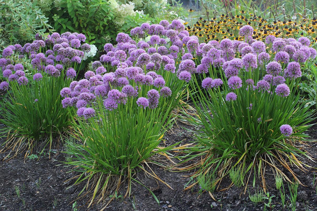 G797 Allium 'medusa' - View 5 from www redcrocus com