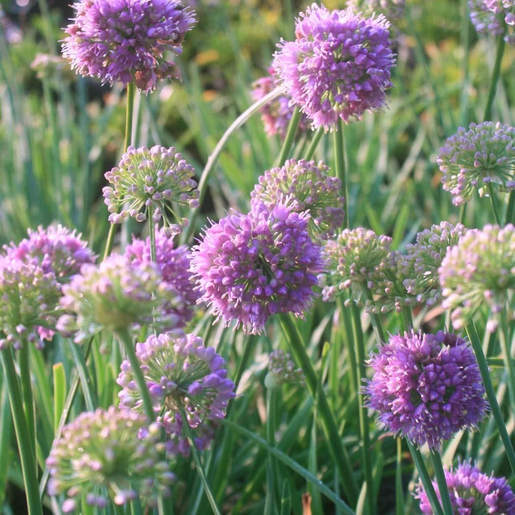 G797 Allium 'medusa' - View 8 from www redcrocus com