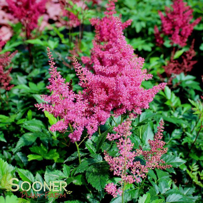 G798 Astilbe Japonica 'montgomery' - View 11 from www redcrocus com