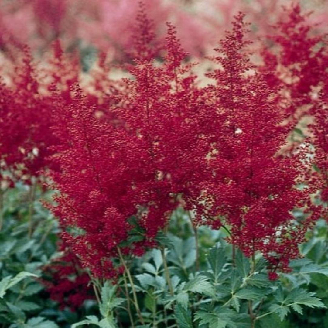 G798 Astilbe Japonica 'montgomery' - View 12 from www redcrocus com