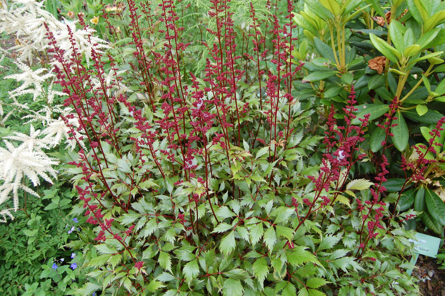 G798 Astilbe Japonica 'montgomery' - View 13 from www redcrocus com