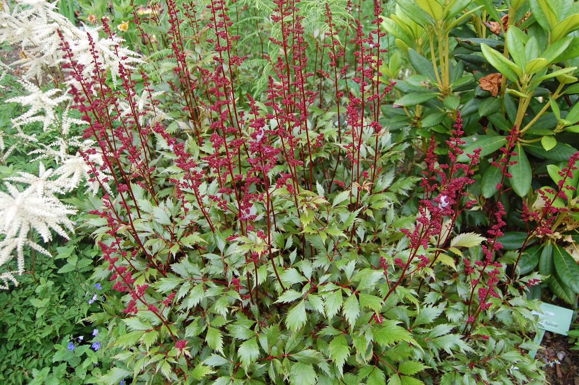 G798 Astilbe Japonica 'montgomery' - View 13 from www redcrocus com