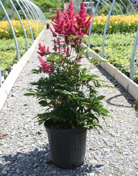 G798 Astilbe Japonica 'montgomery' - View 15 from www redcrocus com