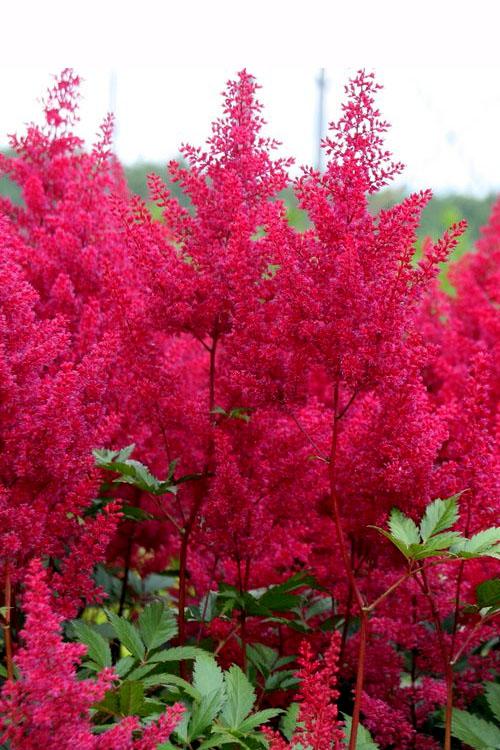 G798 Astilbe Japonica 'montgomery' - View 16 from www redcrocus com
