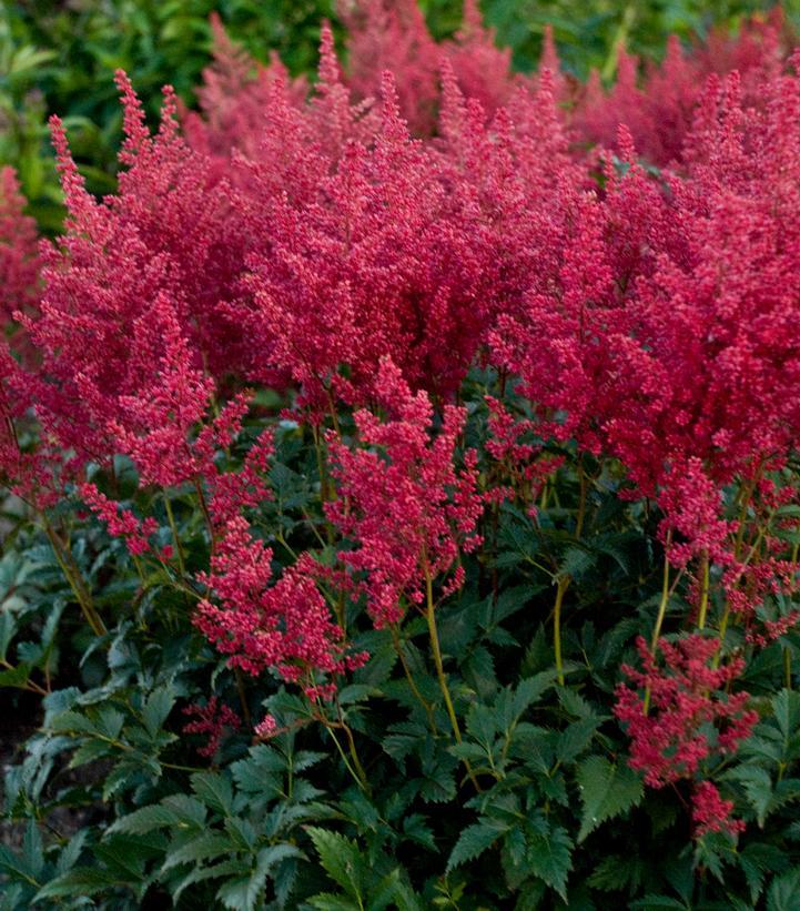 G798 Astilbe Japonica 'montgomery' - View 17 from www redcrocus com