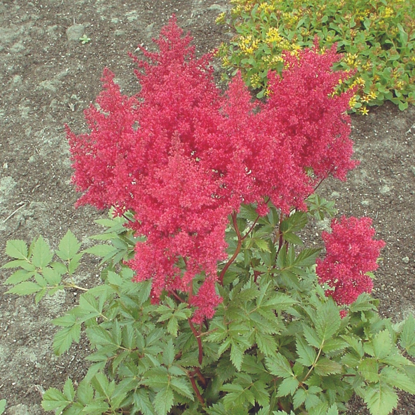 G798 Astilbe Japonica 'montgomery' - View 18 from www redcrocus com