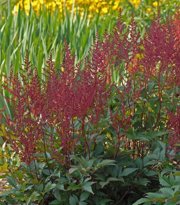 G798 Astilbe Japonica 'montgomery' - View 19 from www redcrocus com