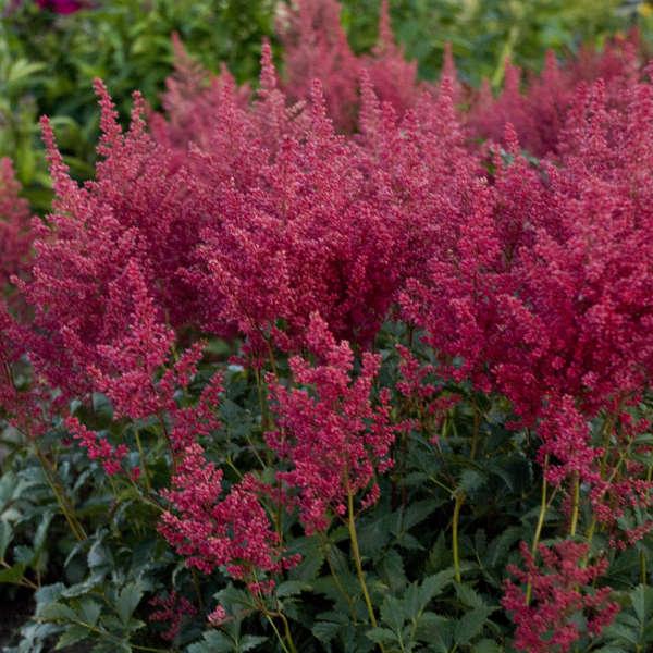 G798 Astilbe Japonica 'montgomery' - View 1 from www redcrocus com