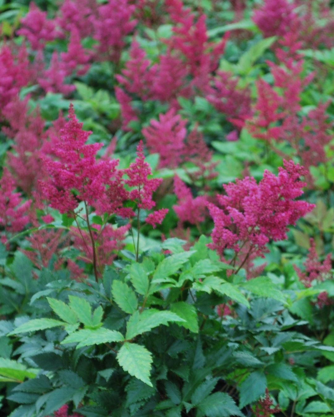 G798 Astilbe Japonica 'montgomery' - View 20 from www redcrocus com