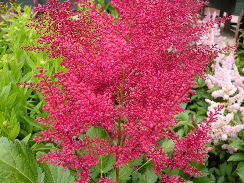G798 Astilbe Japonica 'montgomery' - View 21 from www redcrocus com