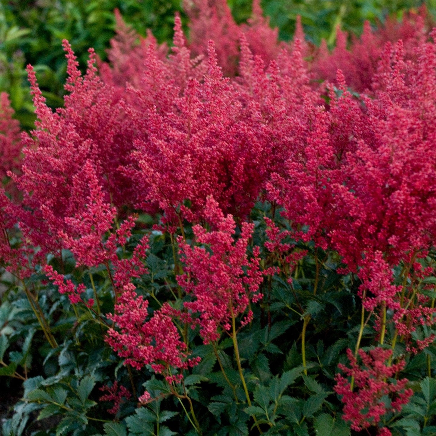 G798 Astilbe Japonica 'montgomery' - View 22 from www redcrocus com