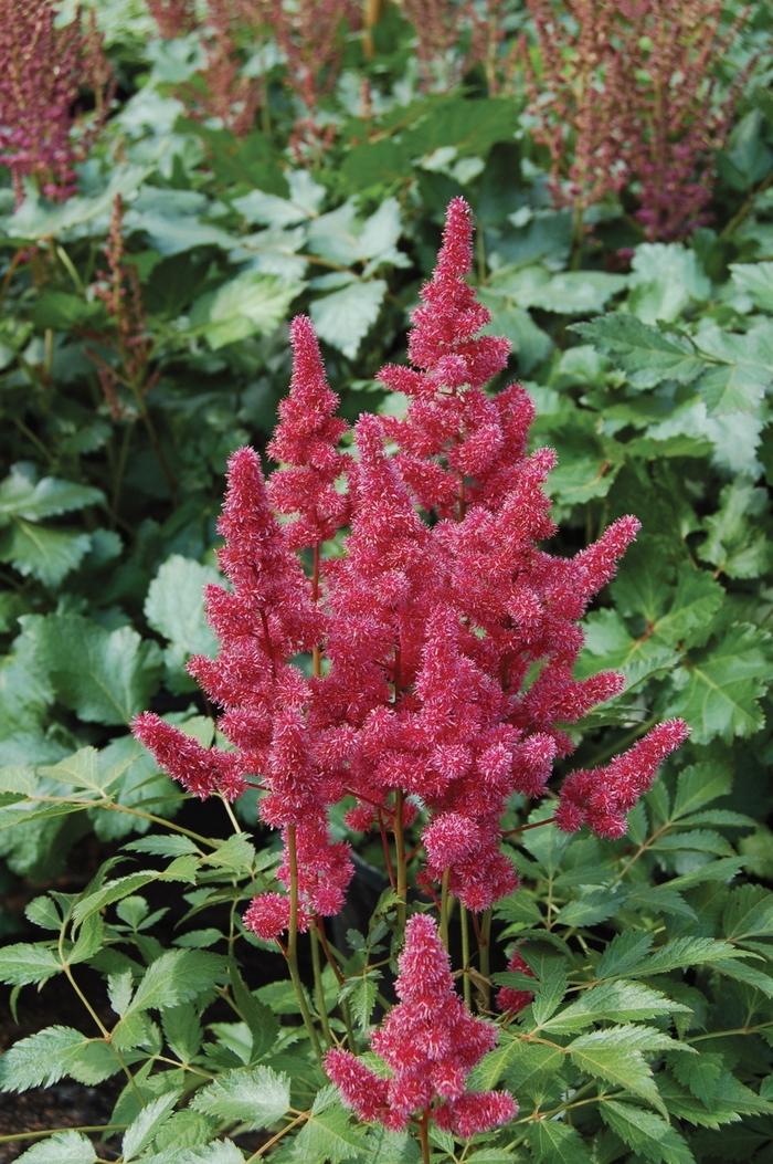 G798 Astilbe Japonica 'montgomery' - View 23 from www redcrocus com
