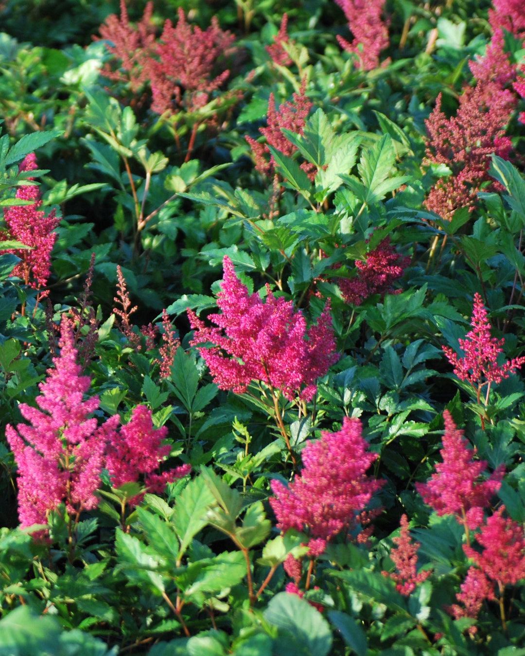 G798 Astilbe Japonica 'montgomery' - View 24 from www redcrocus com