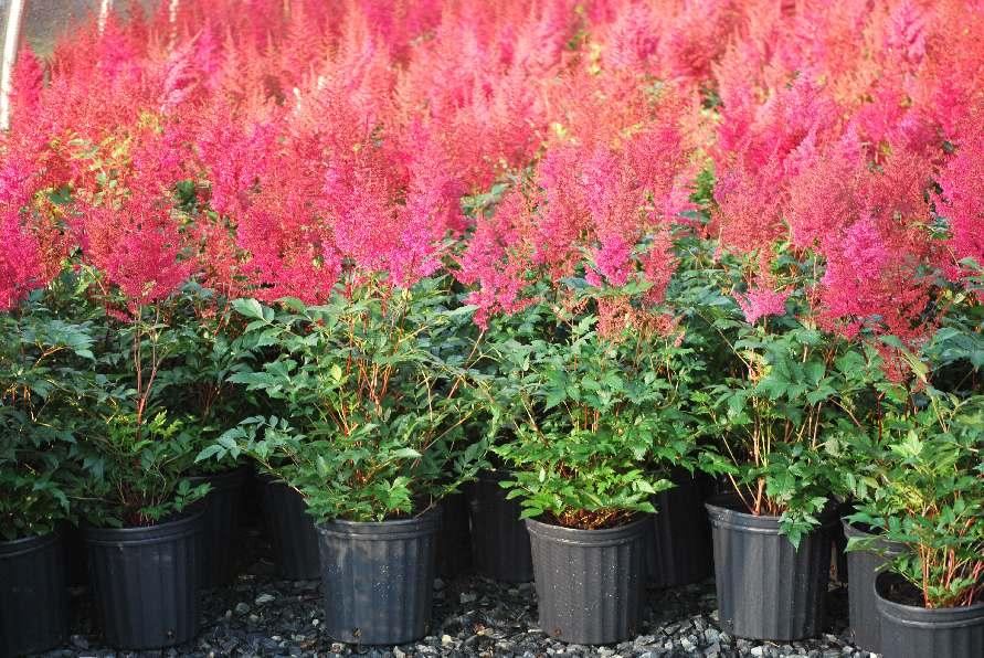 G798 Astilbe Japonica 'montgomery' - View 25 from www redcrocus com