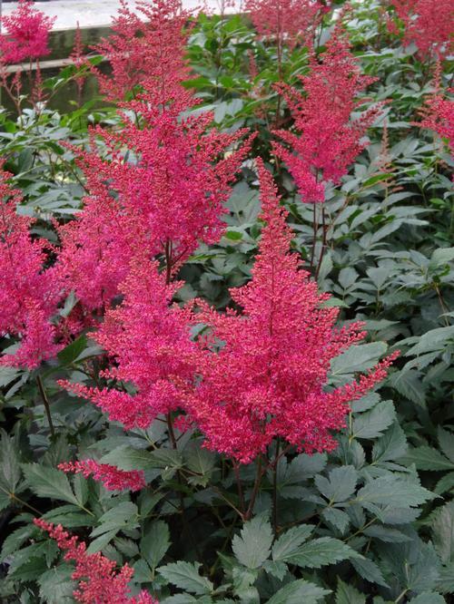 G798 Astilbe Japonica 'montgomery' - View 28 from www redcrocus com