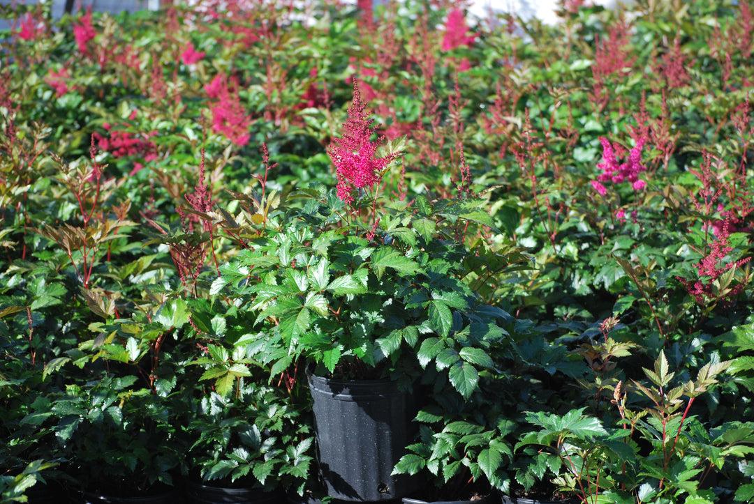 G798 Astilbe Japonica 'montgomery' - View 29 from www redcrocus com