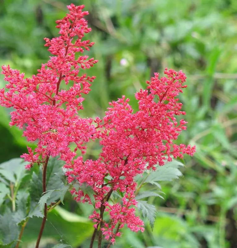 G798 Astilbe Japonica 'montgomery' - View 2 from www redcrocus com
