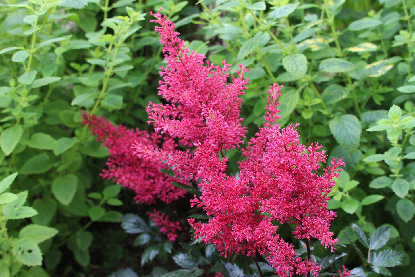 G798 Astilbe Japonica 'montgomery' - View 30 from www redcrocus com