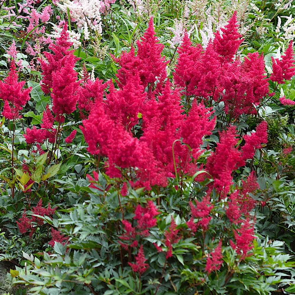 G798 Astilbe Japonica 'montgomery' - View 31 from www redcrocus com