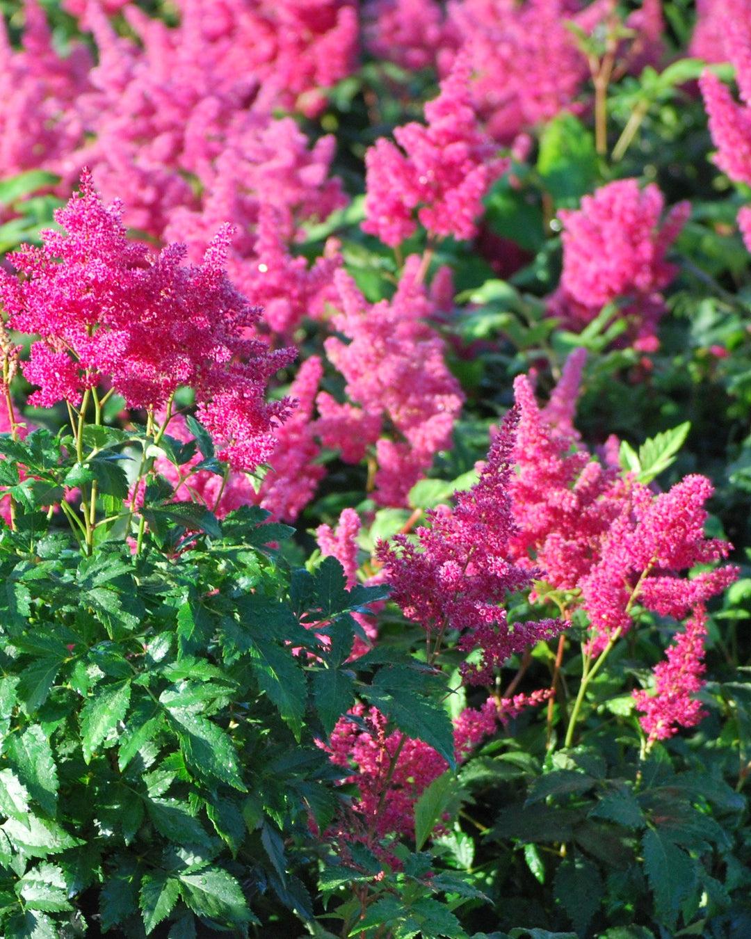 G798 Astilbe Japonica 'montgomery' - View 32 from www redcrocus com